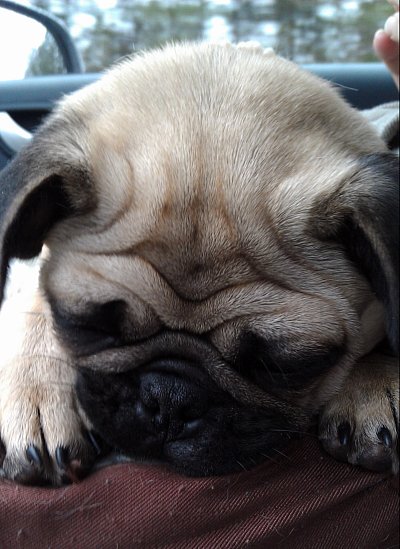 http://www.melecotte.com/wp-content/uploads/2012/01/Mingus.jpg